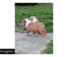 Engleski buldog štenci - Slika 5/5