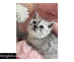 Skotski macici - Slika 3/5