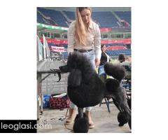 ŠAMPIONSKO LEGLO: Crne Standardne Pudle vrhunskog ranga