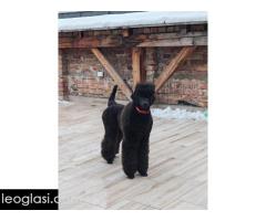 ŠAMPIONSKO LEGLO: Crne Standardne Pudle vrhunskog ranga