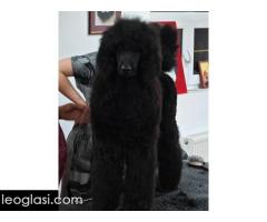 ŠAMPIONSKO LEGLO: Crne Standardne Pudle vrhunskog ranga - Slika 3/5