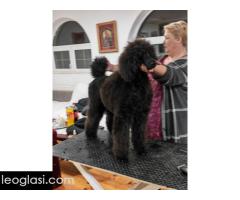 ŠAMPIONSKO LEGLO: Crne Standardne Pudle vrhunskog ranga - Slika 5/5