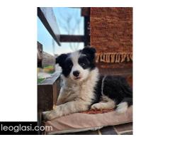 Border Koli, vrhunski štenci