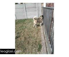 Americka Akita, mužjak slobodan za parenje - Slika 3/3