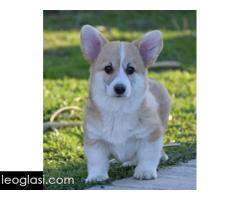 Velški Welski Korgi Corgi Pembrok