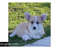 Velški Welski Korgi Corgi Pembrok