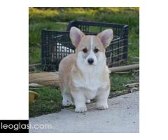 Velški Welski Korgi Corgi Pembrok - Slika 5/6