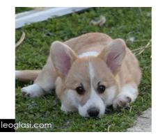 Velški Welski Korgi Corgi Pembrok - Slika 6/6