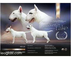 Standard Bul Terijer