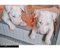 Standard Bul Terijer