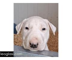 Standard Bul Terijer - Slika 4/5