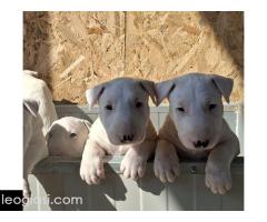 Standard Bul Terijer - Slika 5/5