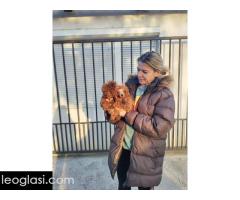 Crvene toy pudle - Slika 3/5