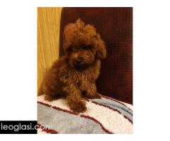 Crvene toy pudle - Slika 4/5