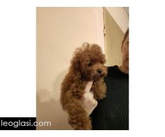 Crvene toy pudle - Slika 5/5