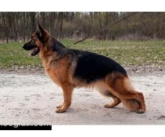 Nemački ovčar ženka