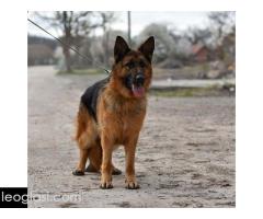 Nemački ovčar ženka