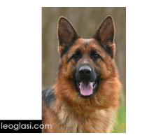 Nemački ovčar ženka - Slika 3/3