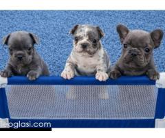 Sivi plavi francuski buldog