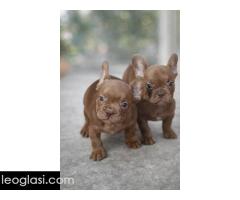 Sivi plavi francuski buldog