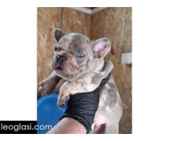 Sivi plavi francuski buldog - Slika 3/5