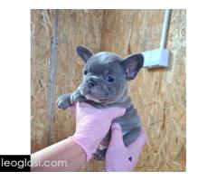 Sivi plavi francuski buldog - Slika 4/5