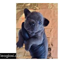 Sivi plavi francuski buldog - Slika 5/5