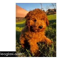 Mini pudle crvene boje