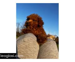 Mini pudle crvene boje - Slika 3/3