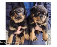 Rotvajler štenci - Slika 4/4