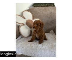 Štene crvene pudle - Slika 4/5