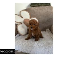 Štene crvene pudle - Slika 5/5