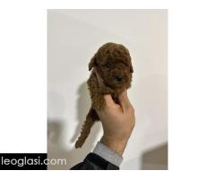 Crvene i aprikot toy pudle