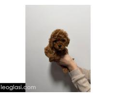 Crvene i aprikot toy pudle