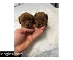 Crvene i aprikot toy pudle - Slika 4/6