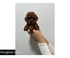 Crvene i aprikot toy pudle - Slika 5/6