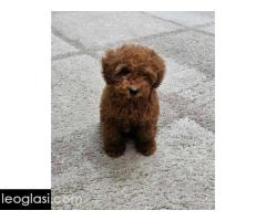 Toy pudle štenci - Slika 3/3