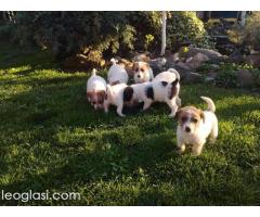 Džek Rasel Terijer, štenci - Slika 3/9