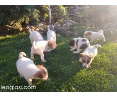 Džek Rasel Terijer, štenci - Slika 4/9