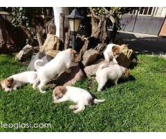 Džek Rasel Terijer, štenci - Slika 5/9