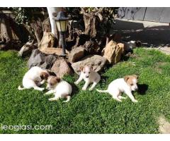 Džek Rasel Terijer, štenci - Slika 7/9