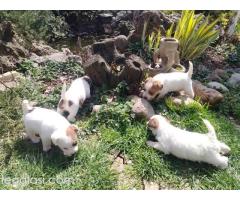 Džek Rasel Terijer, štenci - Slika 9/9