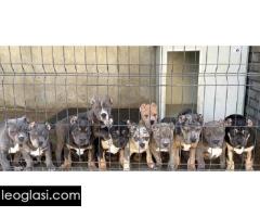 American bully XL / XXL