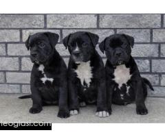 American bully XL / XXL