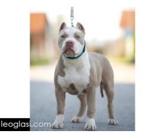 American bully XL / XXL - Slika 3/10