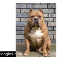 American bully XL / XXL - Slika 4/10