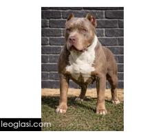 American bully XL / XXL - Slika 5/10