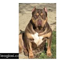 American bully XL / XXL - Slika 6/10