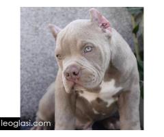 American bully XL / XXL - Slika 7/10