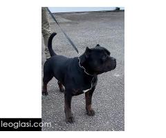 American bully XL / XXL - Slika 8/10